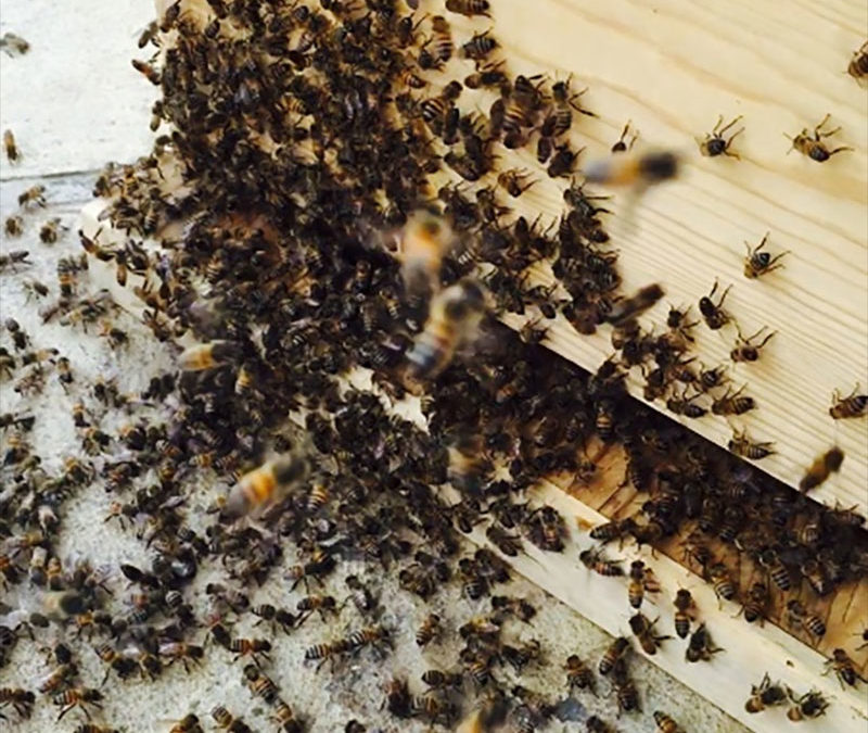 bee sanctuary loss
